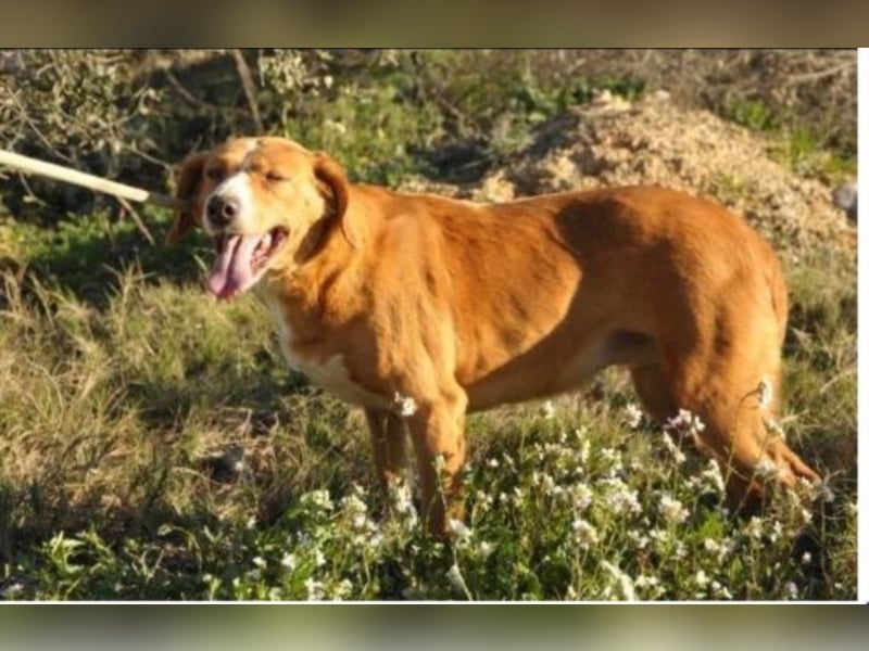 Schüchterne GLORIA sucht ein Heim