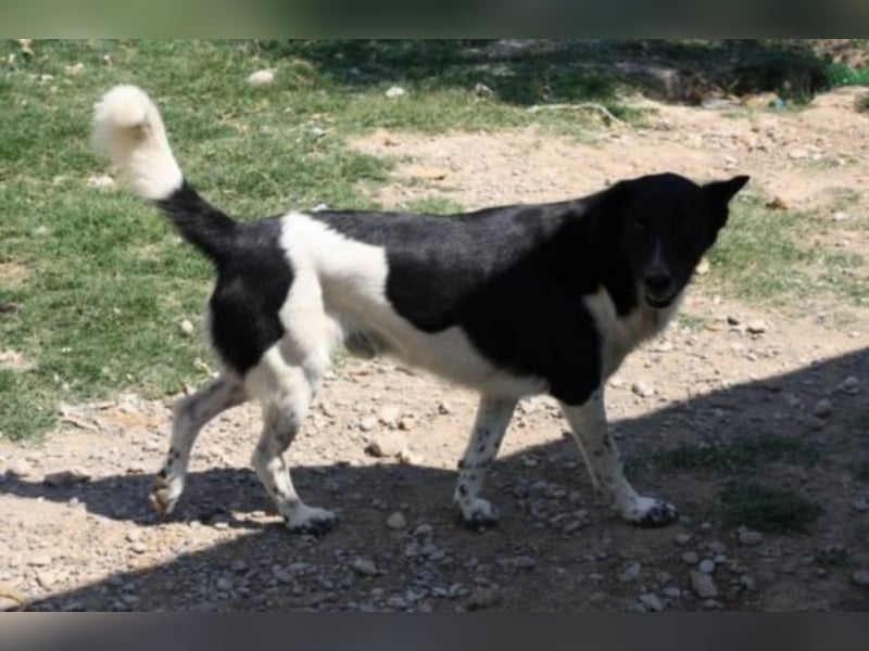 Oktavi sucht ein Heim 