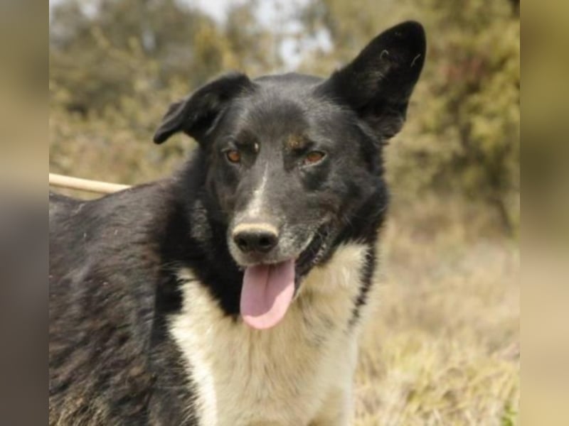 Oktavi sucht ein Heim 