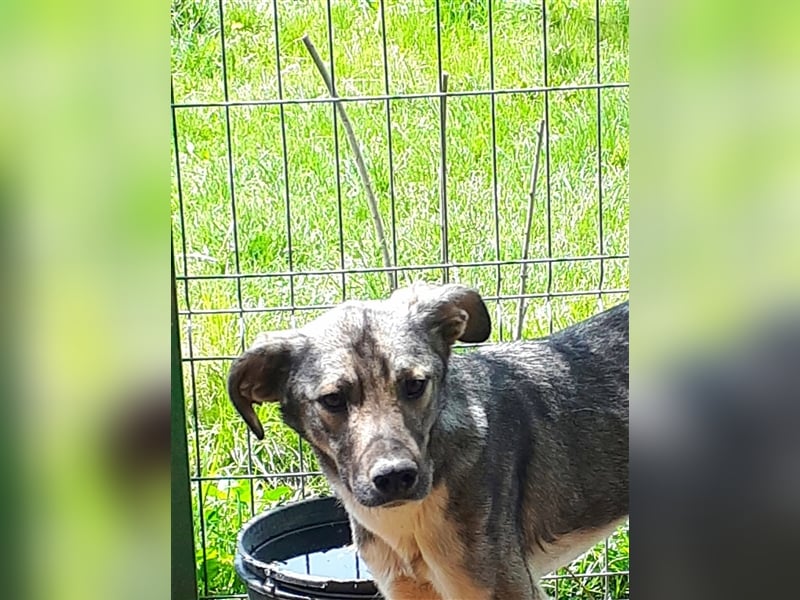 Cid - toller Kerl sucht sein Glück! 