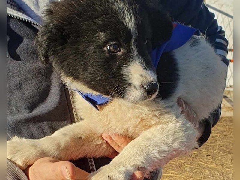 Sammy- jung, noch schüchtern - sucht seine feste Bindung