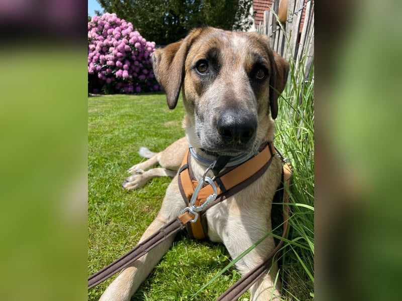 Hund Hündin Tierschutz End oder Pflegestelle