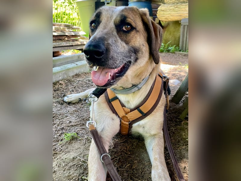 Hund Hündin Tierschutz End oder Pflegestelle