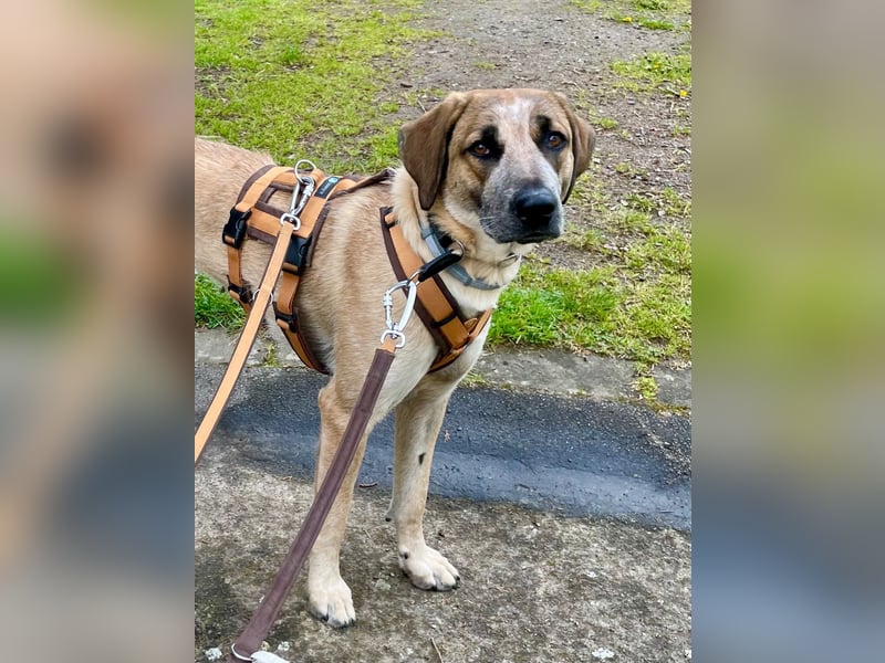Hund Hündin Tierschutz End oder Pflegestelle