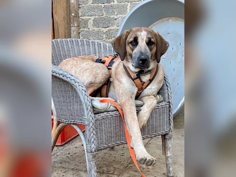 Hund Hündin Tierschutz End oder Pflegestelle