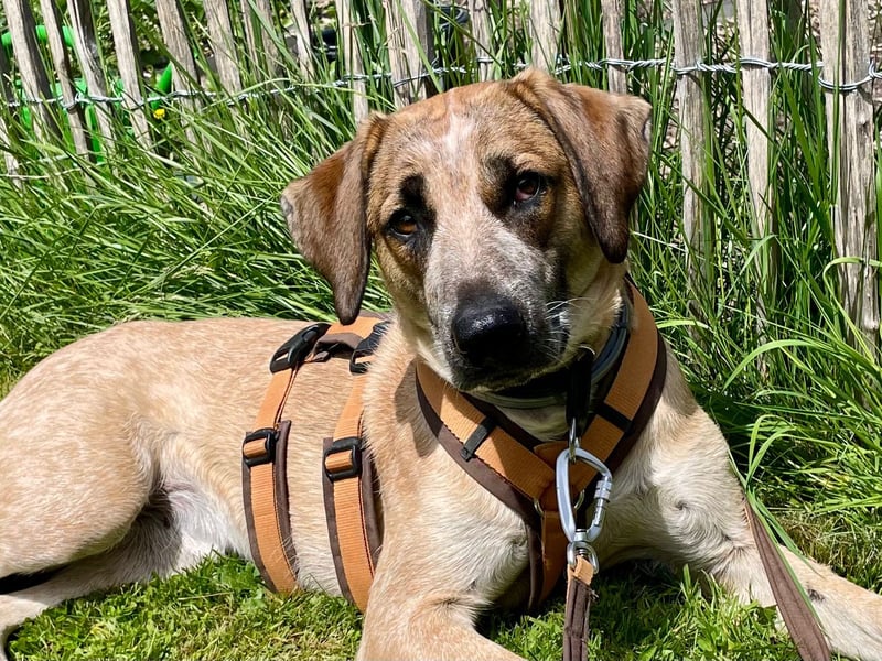 Hund Hündin Tierschutz End oder Pflegestelle