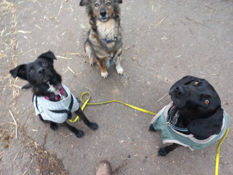 Kiwi sucht ihr Glück