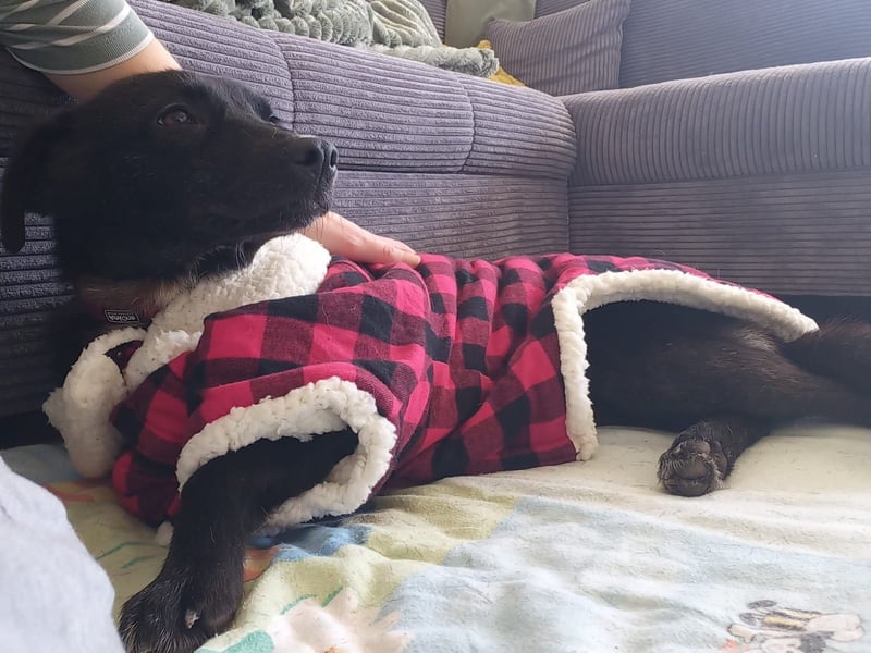 Kiwi sucht ihr Glück