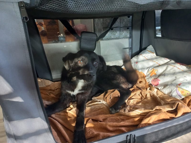 Kiwi sucht ihr Glück