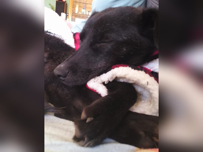 Kiwi sucht ihr Glück