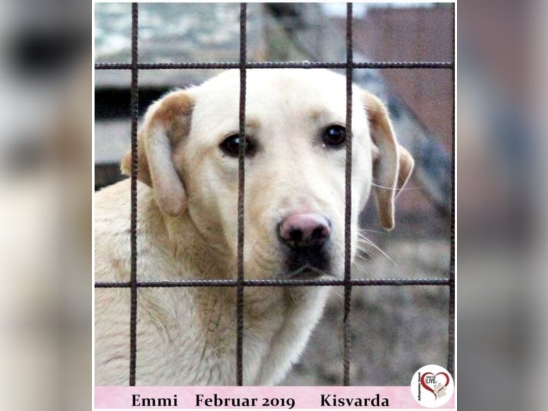 Emmi