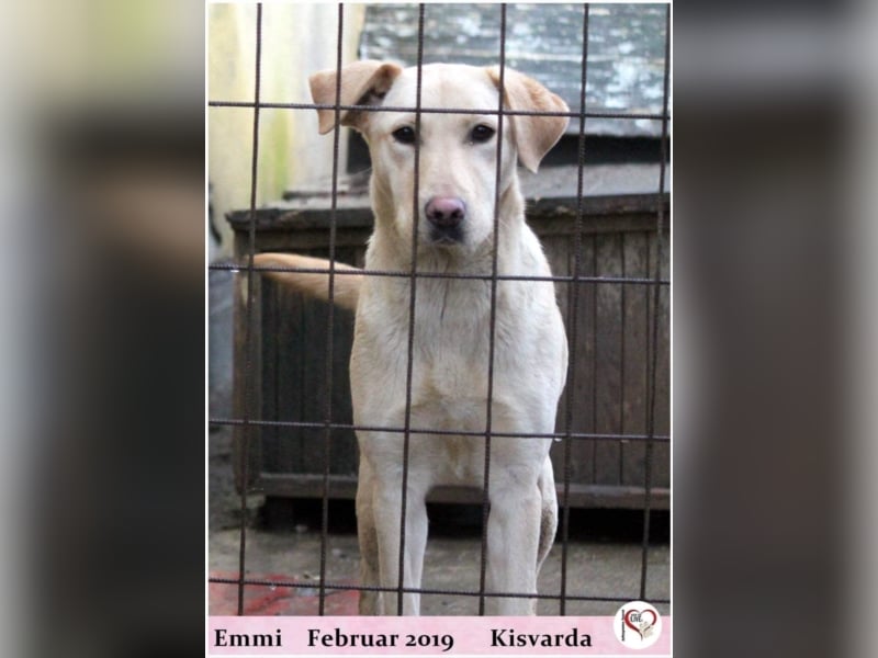 Emmi