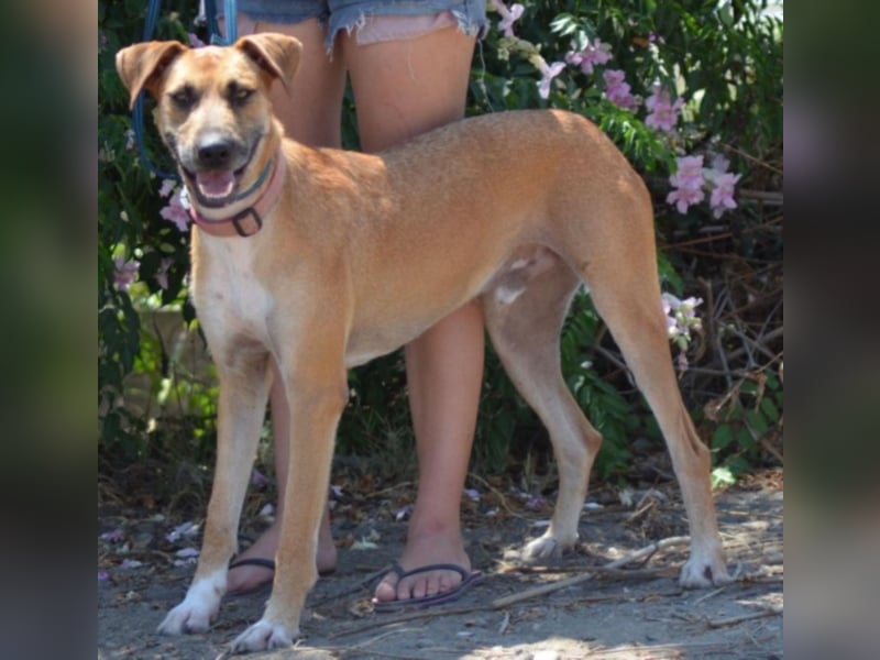 Oro Canelo, imposanter Kerl
