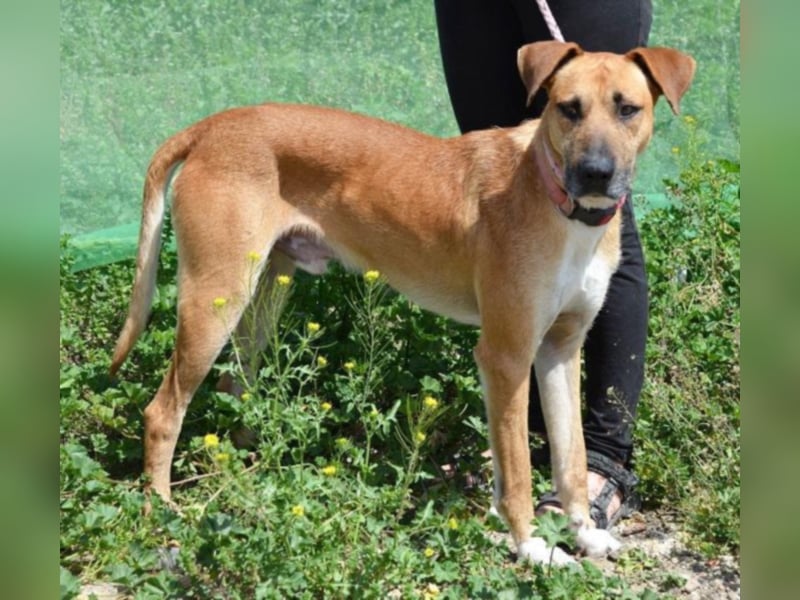 Oro Canelo, imposanter Kerl