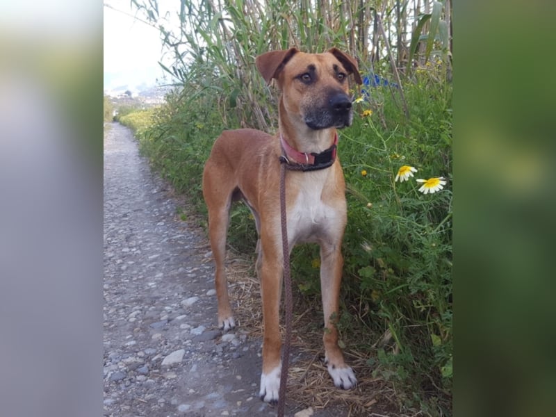 Oro Canelo, imposanter Kerl