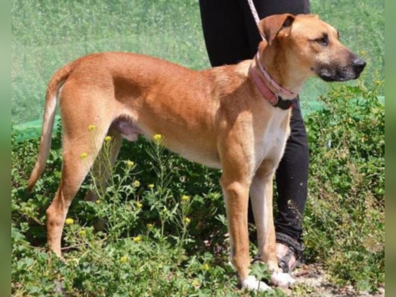Oro Canelo, imposanter Kerl