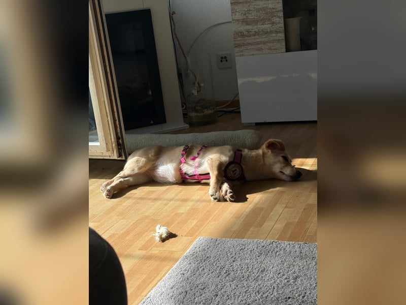 SUNNY - zuckersüße Junghündin sucht ihre Herzensmenschen