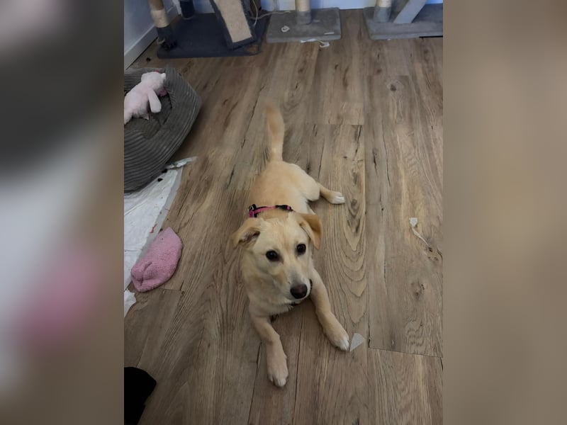 SUNNY - zuckersüße Junghündin sucht ihre Herzensmenschen