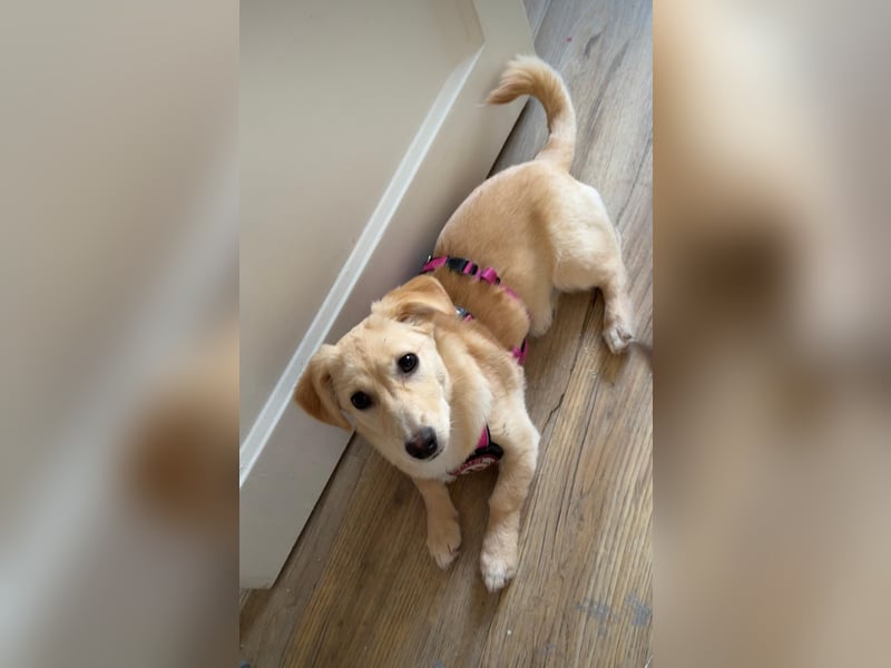 SUNNY - zuckersüße Junghündin sucht ihre Herzensmenschen