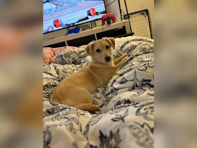 SUNNY - zuckersüße Junghündin sucht ihre Herzensmenschen