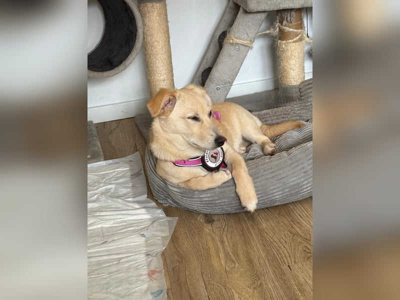 SUNNY - zuckersüße Junghündin sucht ihre Herzensmenschen