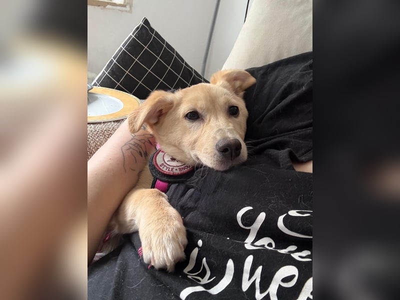 SUNNY - zuckersüße Junghündin sucht ihre Herzensmenschen