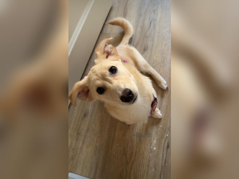 SUNNY - zuckersüße Junghündin sucht ihre Herzensmenschen