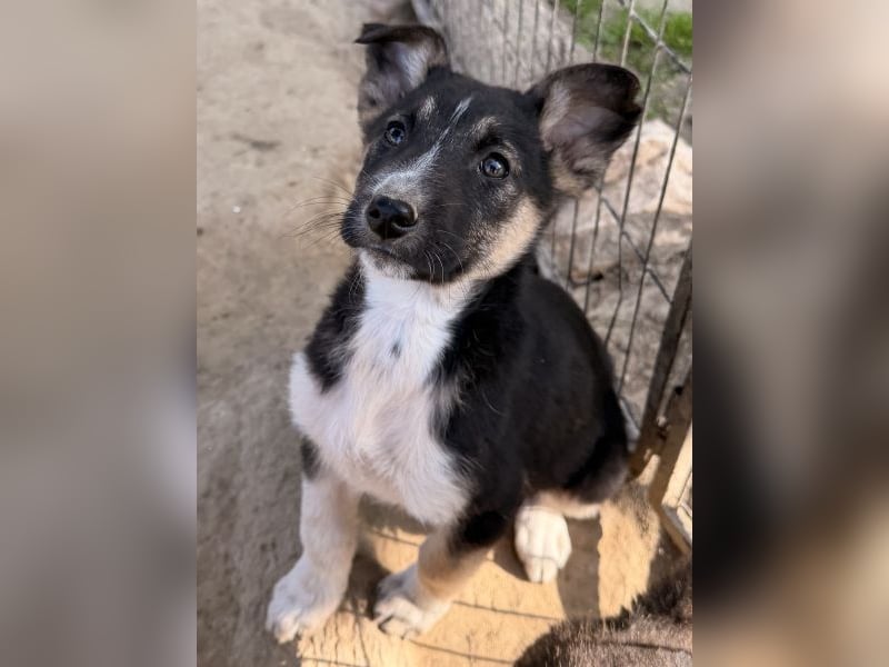 Cambria, geb. ca. 12/25, lebt in GRIECHENLAND, auf einer privaten Pflegestelle