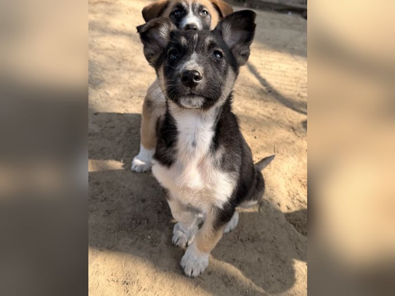 Cambria, geb. ca. 12/25, lebt in GRIECHENLAND, auf einer privaten Pflegestelle