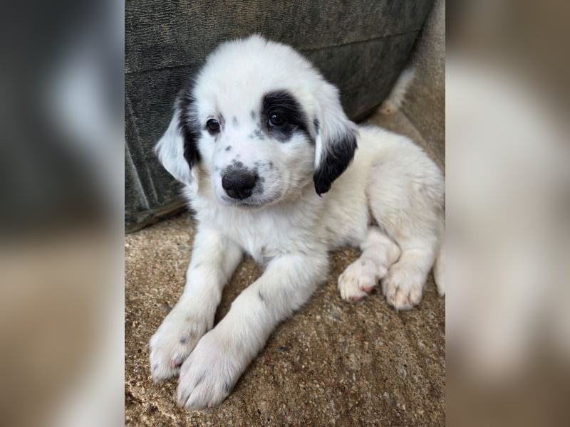 Binx, geb. ca. 02/2026, lebt in GRIECHENLAND, im städt. Tierheim Serres
