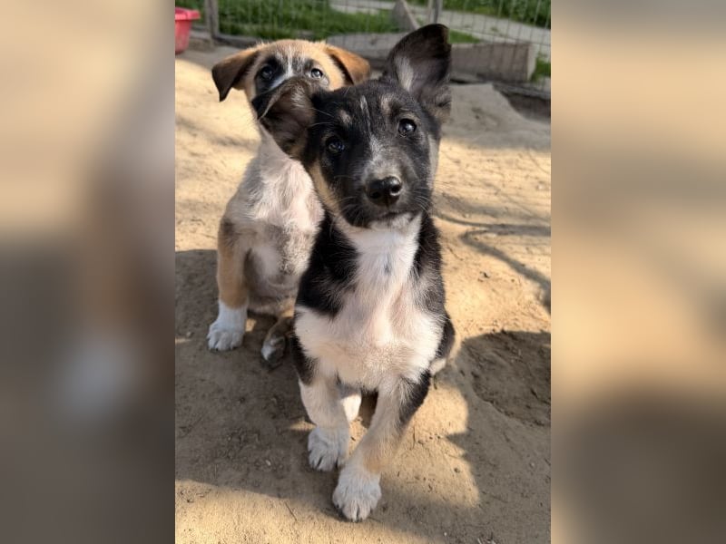 Cambria, geb. ca. 12/25, lebt in GRIECHENLAND, auf einer privaten Pflegestelle