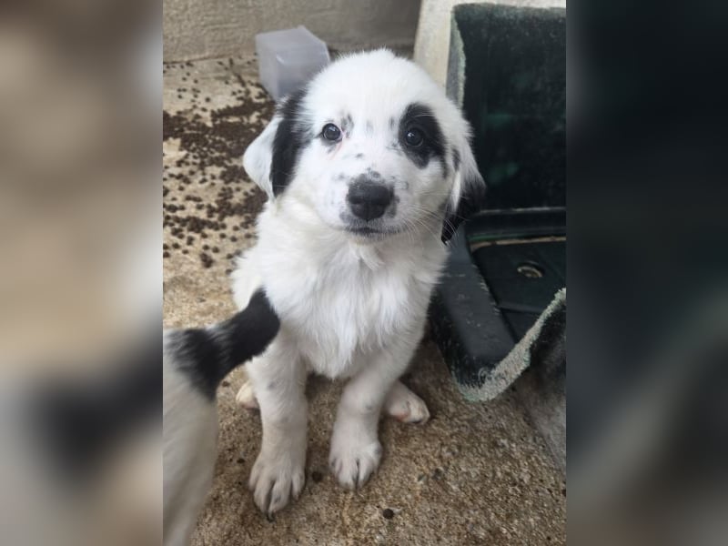 Binx, geb. ca. 02/2026, lebt in GRIECHENLAND, im städt. Tierheim Serres