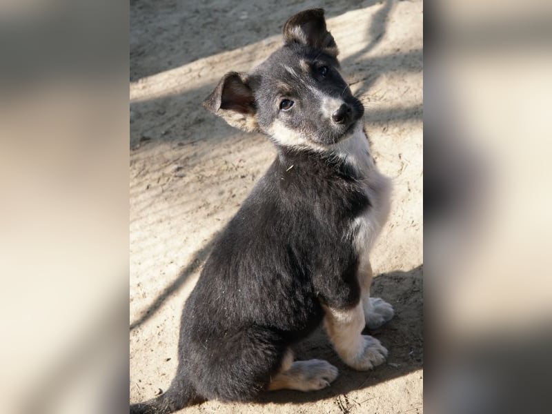 Cambria, geb. ca. 12/25, lebt in GRIECHENLAND, auf einer privaten Pflegestelle