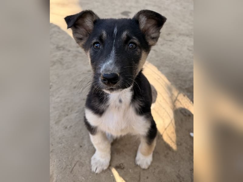 Cambria, geb. ca. 12/25, lebt in GRIECHENLAND, auf einer privaten Pflegestelle