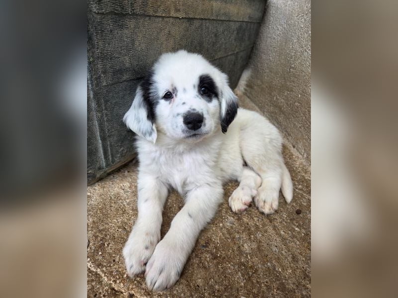 Binx, geb. ca. 02/2026, lebt in GRIECHENLAND, im städt. Tierheim Serres