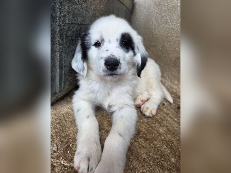 Binx, geb. ca. 02/2026, lebt in GRIECHENLAND, im städt. Tierheim Serres