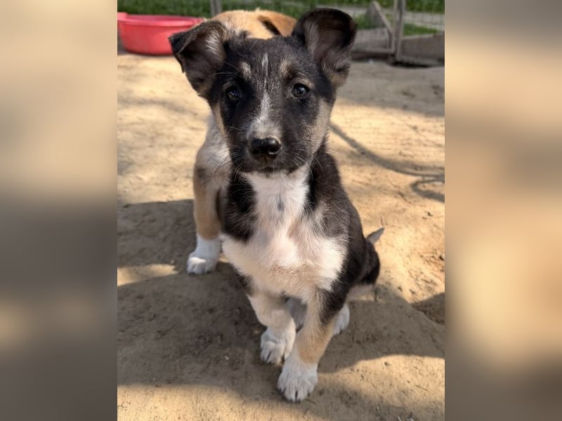 Cambria, geb. ca. 12/25, lebt in GRIECHENLAND, auf einer privaten Pflegestelle