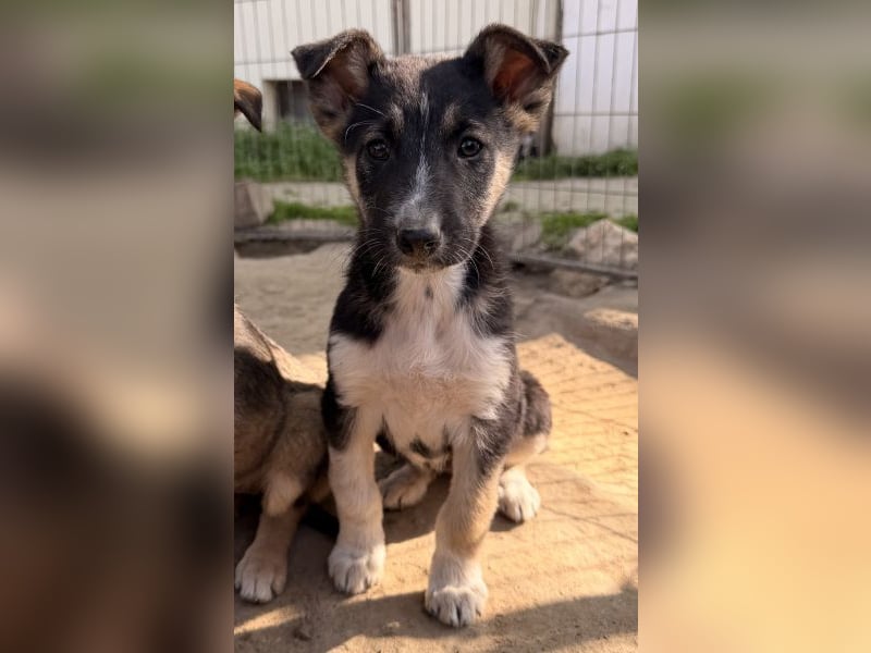 Cambria, geb. ca. 12/25, lebt in GRIECHENLAND, auf einer privaten Pflegestelle