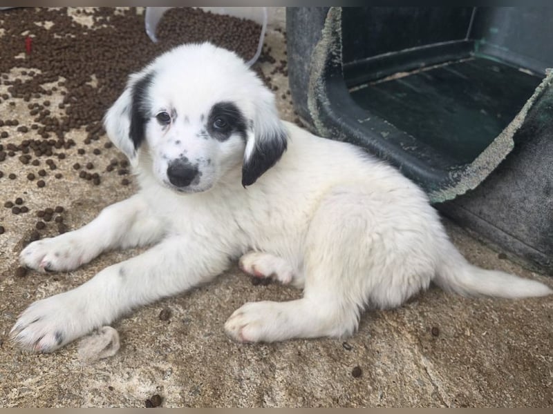 Binx, geb. ca. 02/2026, lebt in GRIECHENLAND, im städt. Tierheim Serres