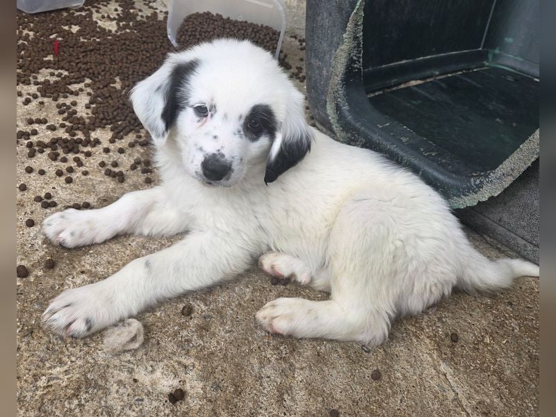 Binx, geb. ca. 02/2026, lebt in GRIECHENLAND, im städt. Tierheim Serres