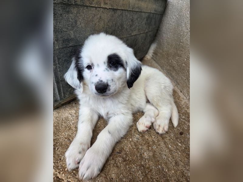 Binx, geb. ca. 02/2026, lebt in GRIECHENLAND, im städt. Tierheim Serres