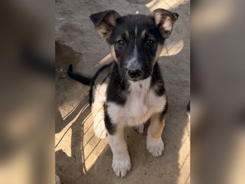 Cambria, geb. ca. 12/25, lebt in GRIECHENLAND, auf einer privaten Pflegestelle