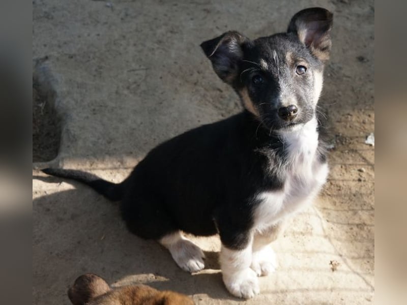 Cambria, geb. ca. 12/25, lebt in GRIECHENLAND, auf einer privaten Pflegestelle
