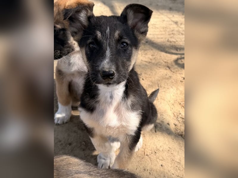 Cambria, geb. ca. 12/25, lebt in GRIECHENLAND, auf einer privaten Pflegestelle