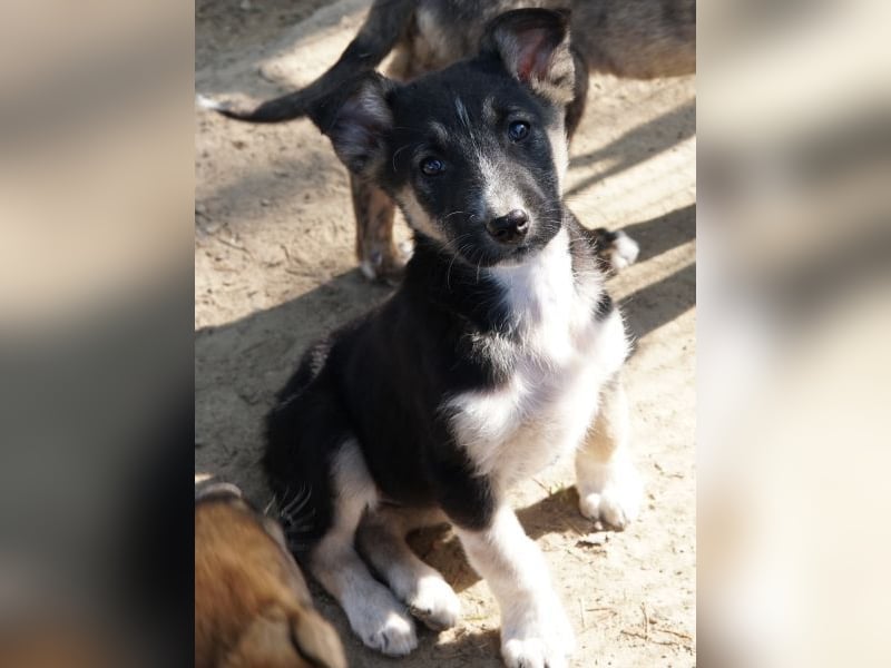 Cambria, geb. ca. 12/25, lebt in GRIECHENLAND, auf einer privaten Pflegestelle