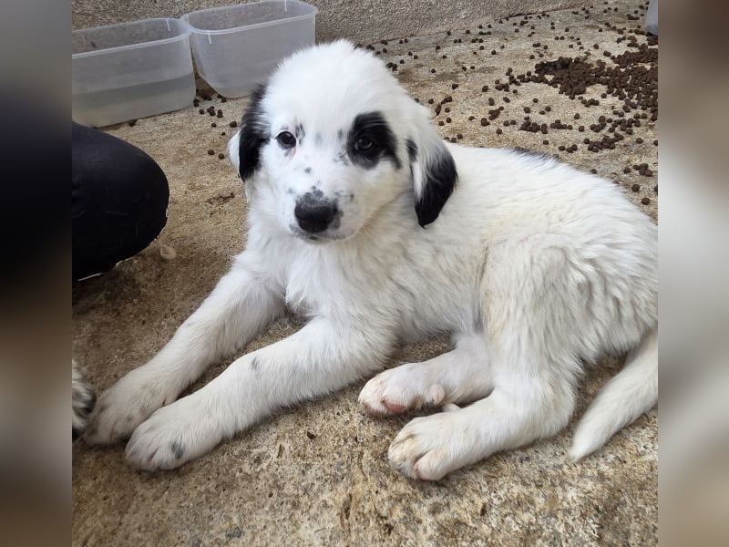 Binx, geb. ca. 02/2026, lebt in GRIECHENLAND, im städt. Tierheim Serres