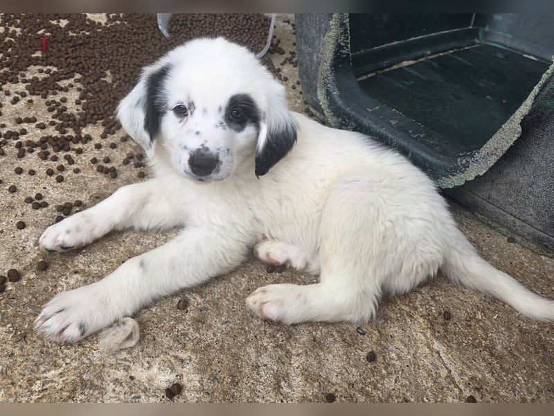 Binx, geb. ca. 02/2026, lebt in GRIECHENLAND, im städt. Tierheim Serres