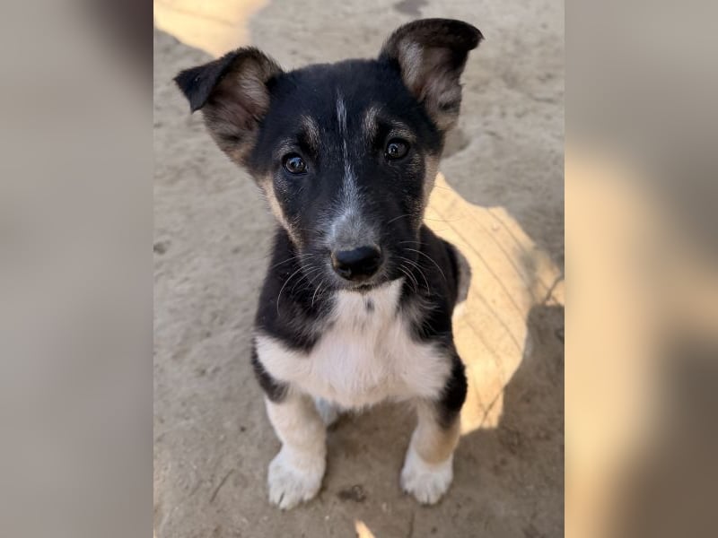 Cambria, geb. ca. 12/25, lebt in GRIECHENLAND, auf einer privaten Pflegestelle