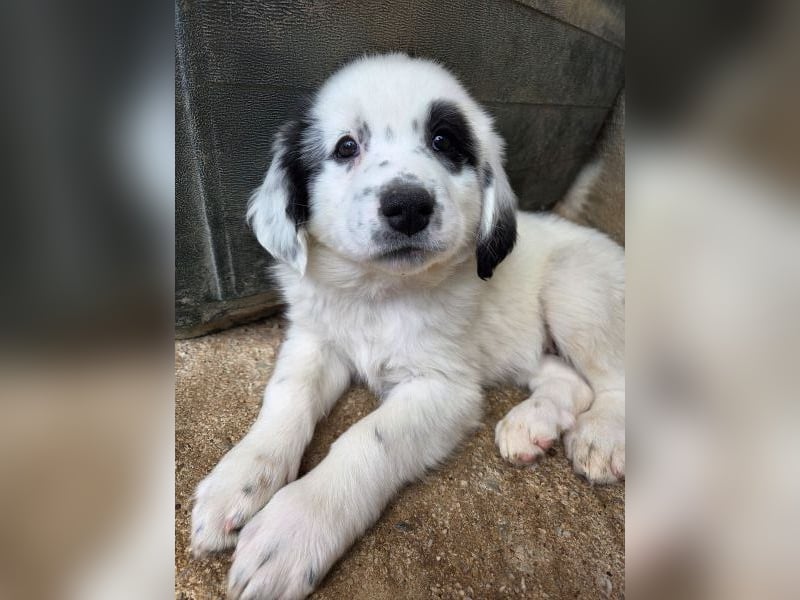 Binx, geb. ca. 02/2026, lebt in GRIECHENLAND, im städt. Tierheim Serres