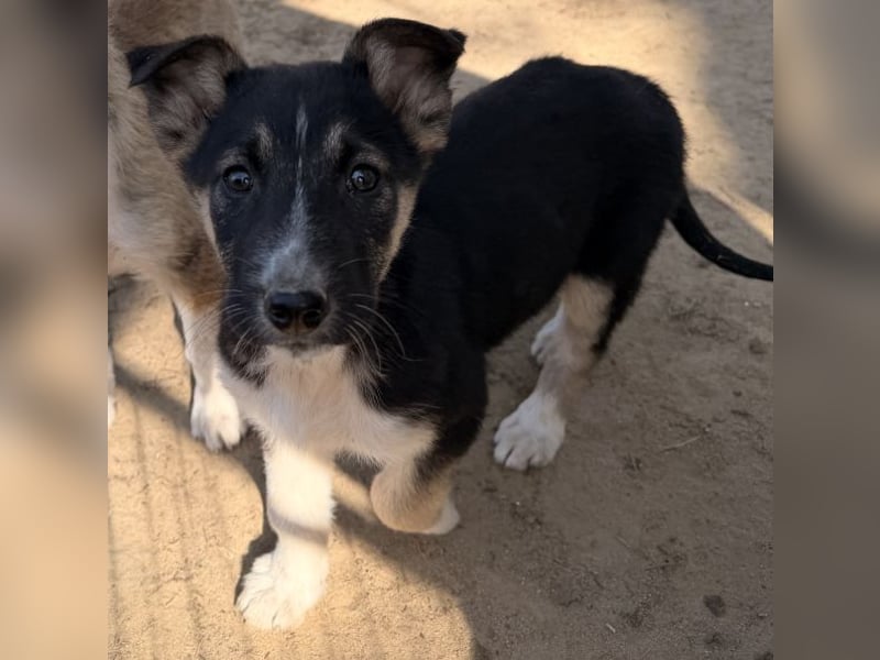 Cambria, geb. ca. 12/25, lebt in GRIECHENLAND, auf einer privaten Pflegestelle